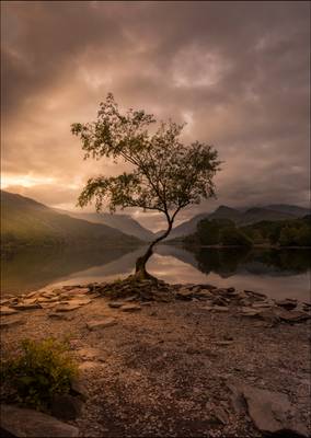 The Lone Tree of Llyn Padarn