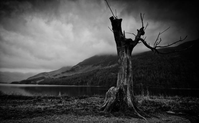 Older Sister (The Other Buttermere Tree)...