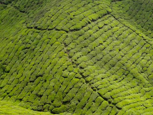 Tea plantations, Cameron Highlands, Malaysia