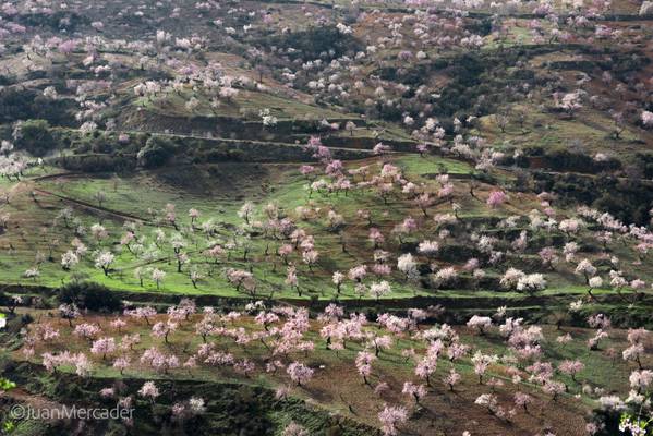 Almendros en Flor