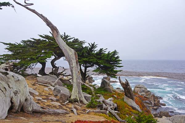 Fancy bending cypresses, Pescadero Point, 17 Mile Dr