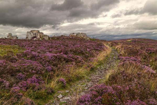 Path through the heather