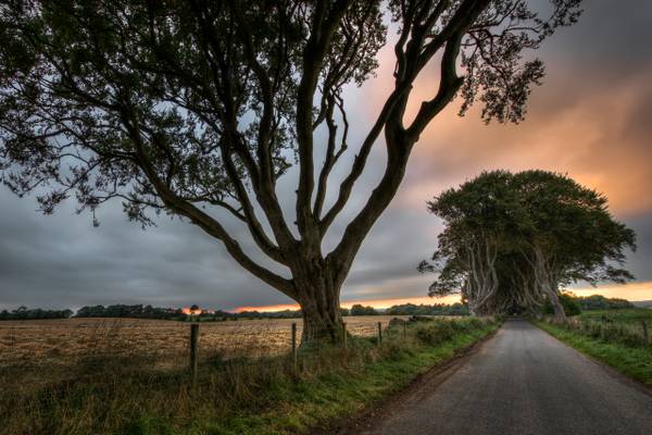 Beyond Dark Hedges