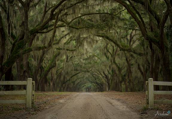 Wormsloe