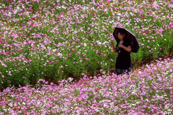 Autumn Blossoms