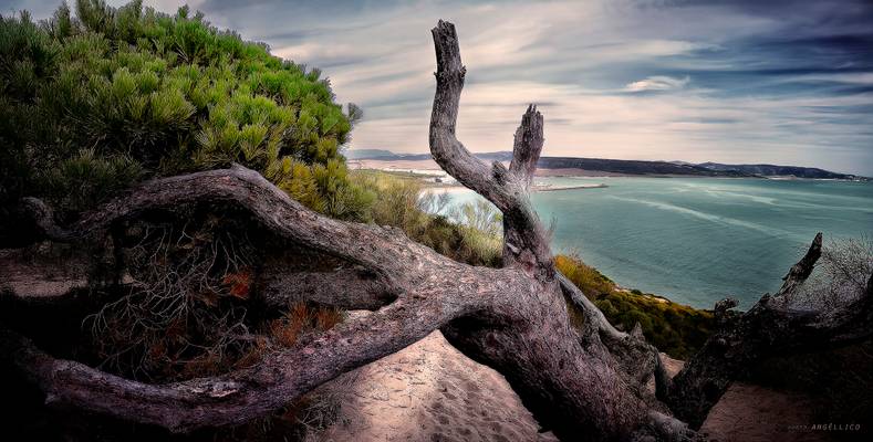 arbol depredador! (in explored)