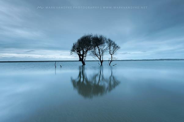 South Carolina Charleston Folly beach Tree in Tidal Pool