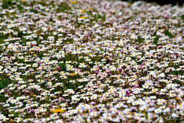 Jardín lleno de primavera