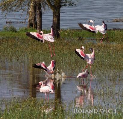 Lake Nakuru - Flamingos