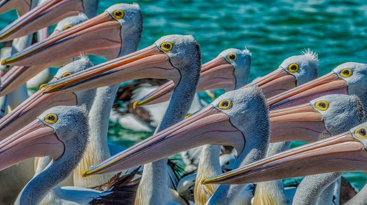 A Passel of Pelicans