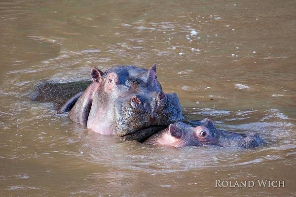 Mara River - Hippos