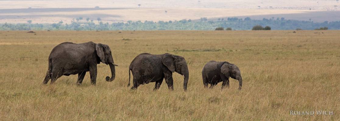 Masai Mara - Elephants
