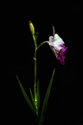 Orquídea-bambu