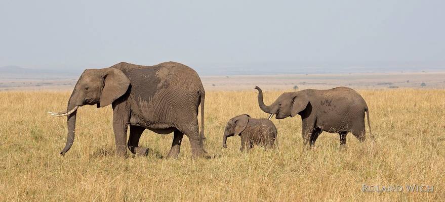 Masai Mara - Family Walk