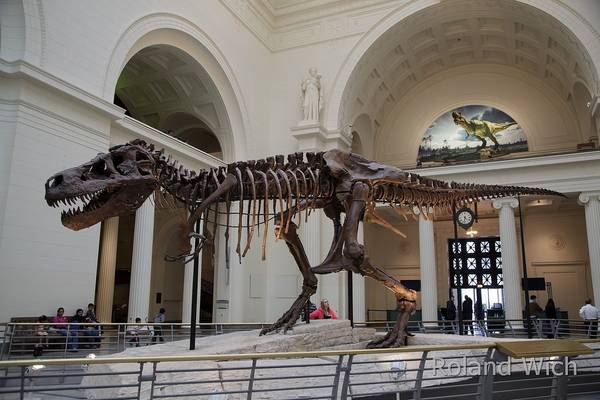 Chicago - The Field Museum