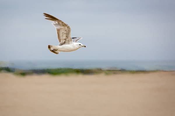 Gull in Flight