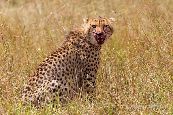 Masai Mara - Cheetah after hunt