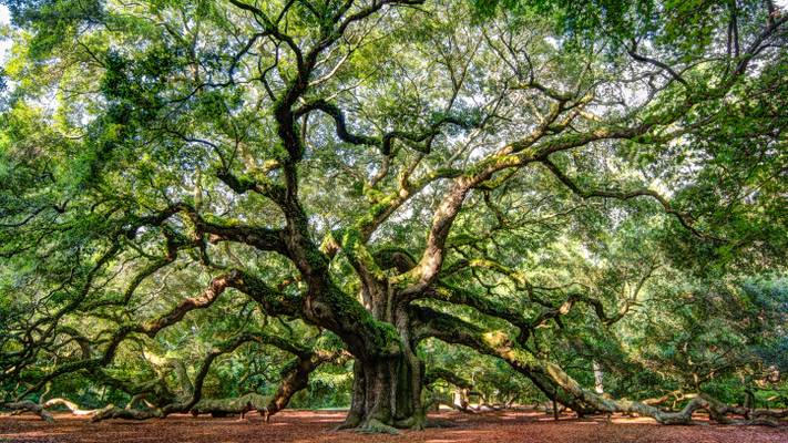 Lowcountry Treasure