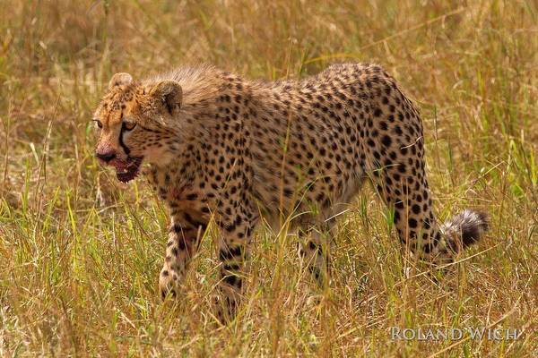 Masai Mara - Cheetah after hunt