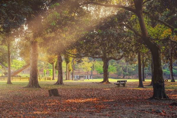 Nara Park & Sunset