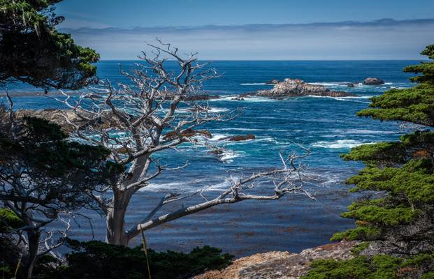 Monterey Cypress