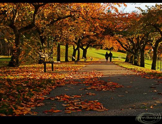 A beautiful fall walk