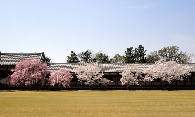 Tōdai-ji, Nara, Japan - 東大寺, 奈良市, 日本