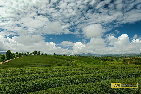 Choui fong tea fields