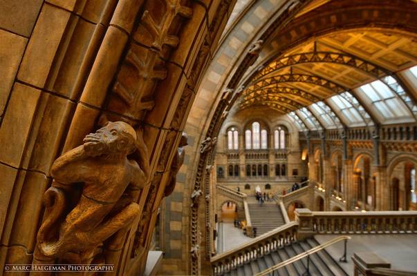 Monkeys in the Natural History Museum