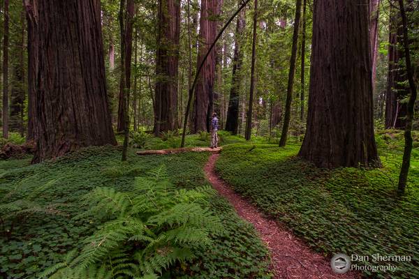 Happy Forest