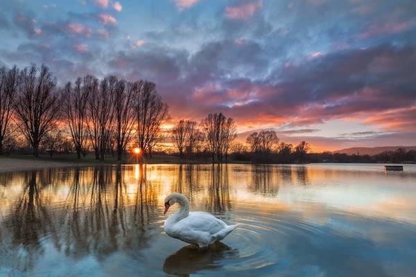 swan in the sunset (buga kassel)