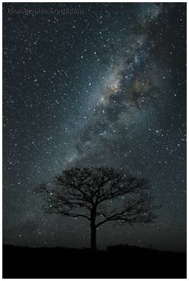 A tree in the milky way