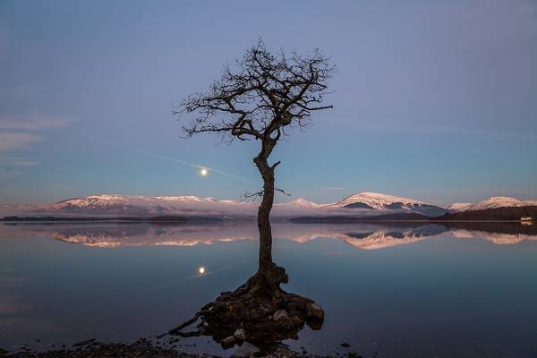 Milarrochy Bay tree