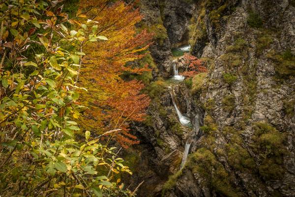 autumn foliage