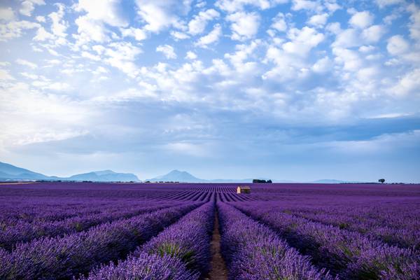 Waves of lavender (Provenza)