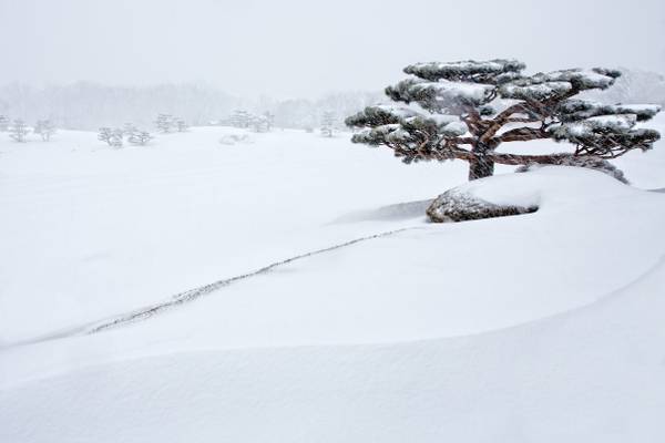 Lone Pine in a Snowstorm