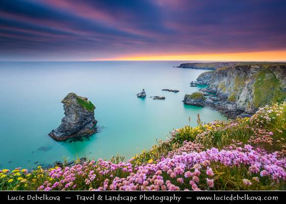 UK - England - Cornwall - Carnewas & Bedruthan Steps with Purple Sea Thrift Flowers during Dramatic Sunset