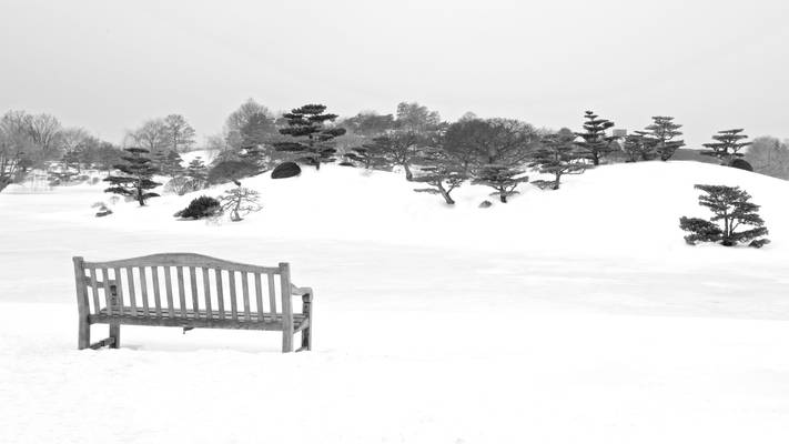 Contemplating Winter's Beauty