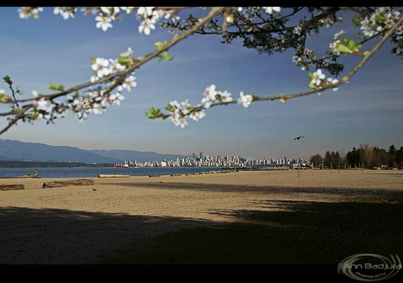 Vancouver spring blossoms