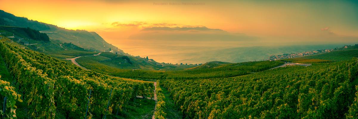 Vignoble Lavaux