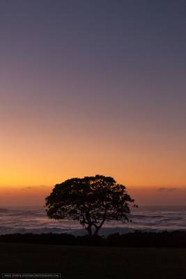 Sunset Tree - Oahu Hawaii
