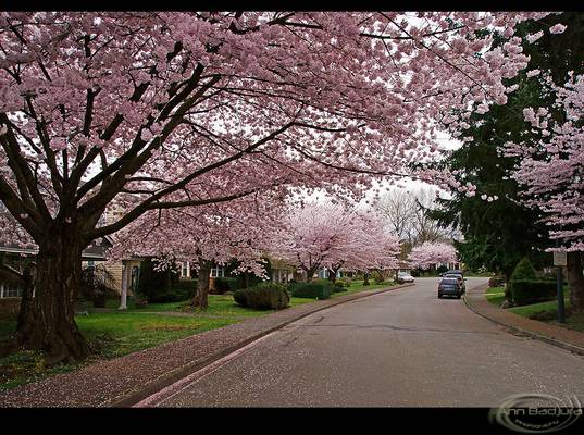 Cherry blossoms galore in Vancouver, BC, Canada