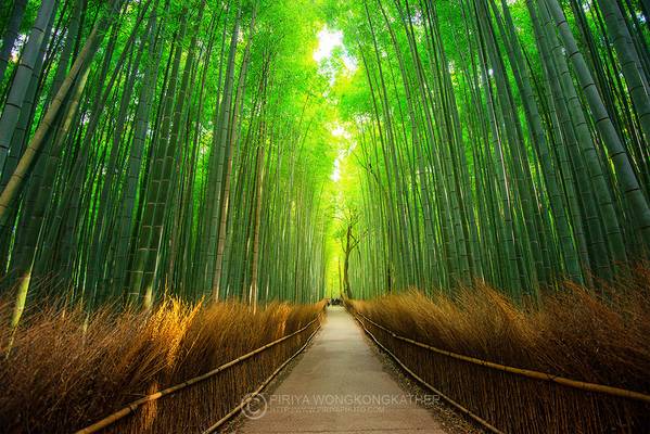 Bamboo Forest
