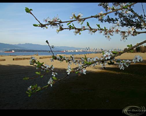 Vancouver spring blossoms continued