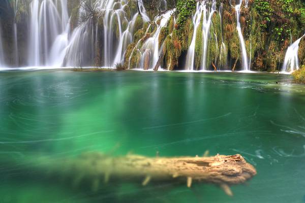 Drowned Log