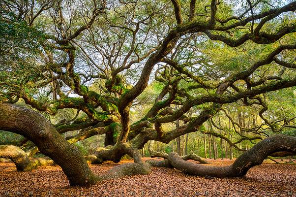 Charleston SC Angel Oak Tree South Carolina Landscape