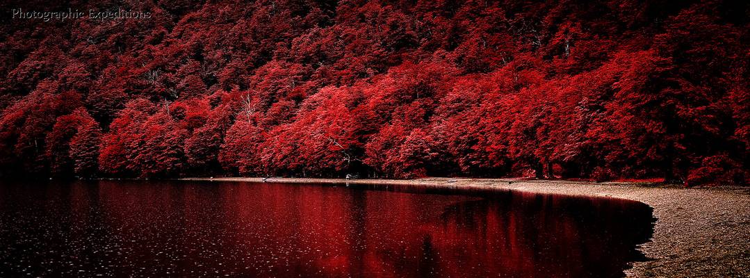 Patagonia - red autumn