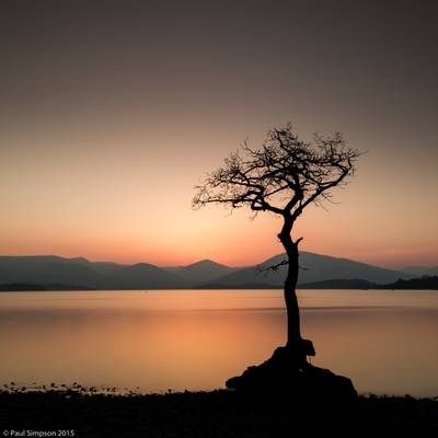 It's that Milarrochy tree again....