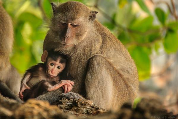 Mom and baby at Monkeys Beach - Thailand