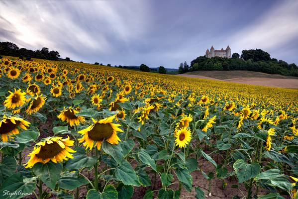 Sunflower castle